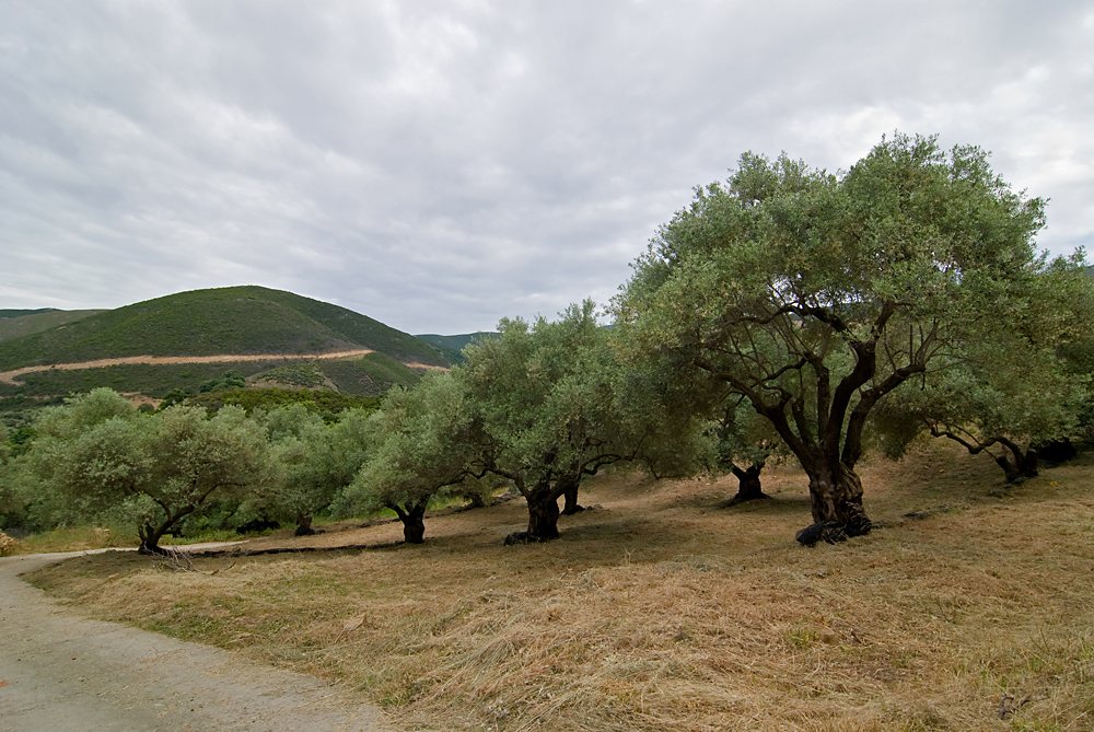 092_Kreta_w drodze do Paleohory.jpg
